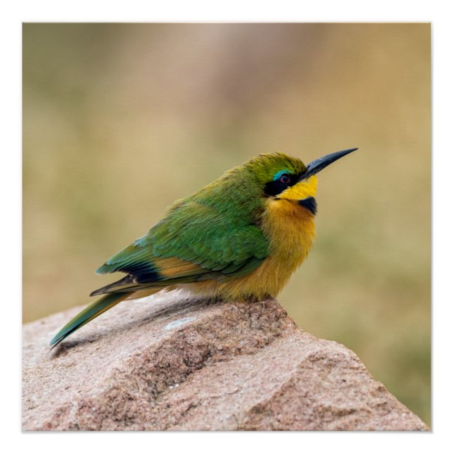 Little Bee-Eater Poster (Front)