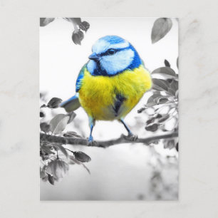 Little Bird Black And White Picture Postcard