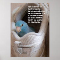 Little Bird blue pacific parrotlet in a shoe poste