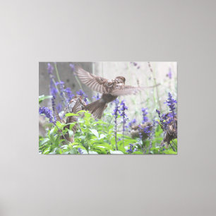 Little Bird In Lavender Canvas Print