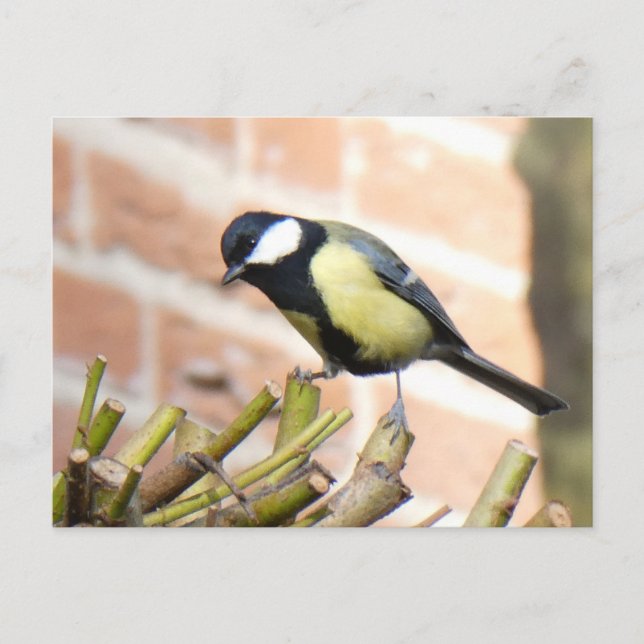 Little Bird on Top Close Up DIY Postcard (Front)