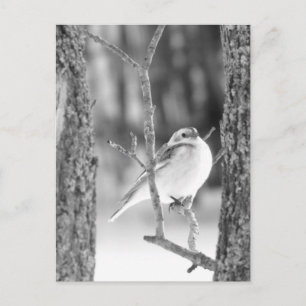 Little Bird Postcard