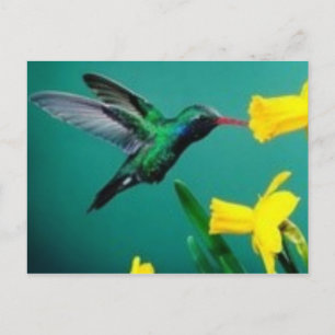 Little Bird Postcard