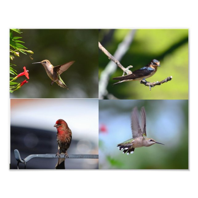 Little Birds Photo Print (Front)