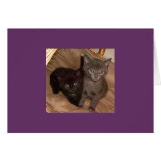 Little Black and Little Grey