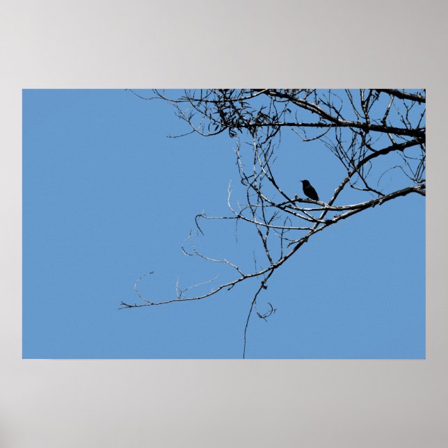 Little Black Bird Poster (Front)