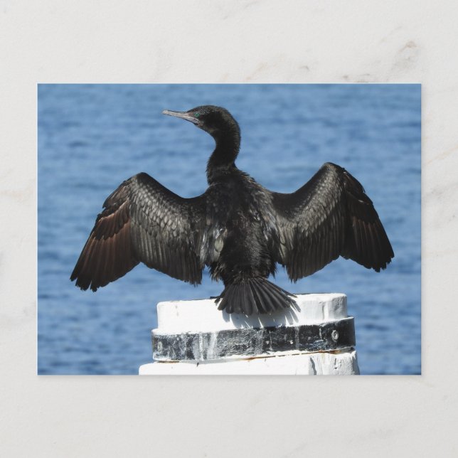 Little Black Cormorant Postcard (Front)