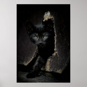 Little Black Kitty Poster
