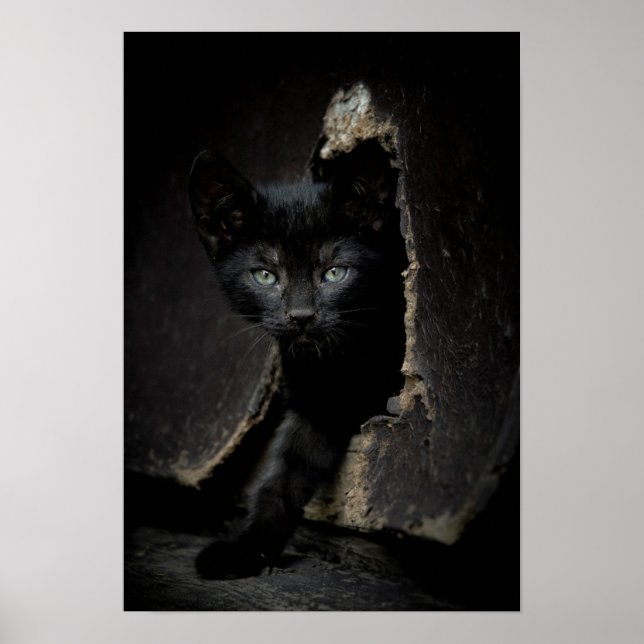 Little Black Kitty Poster (Front)