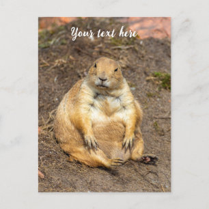 Little Black-Tailed Prairie Dog Holiday Postcard