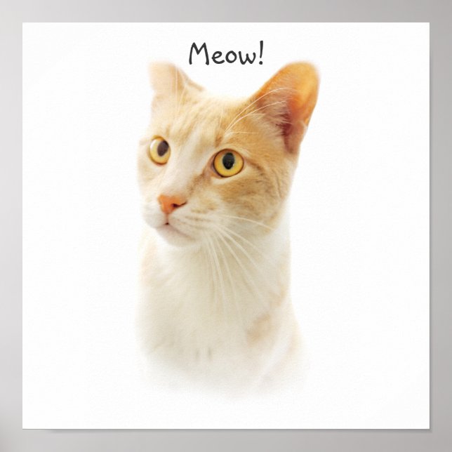 Little Blondie Cat Wondering Poster (Front)