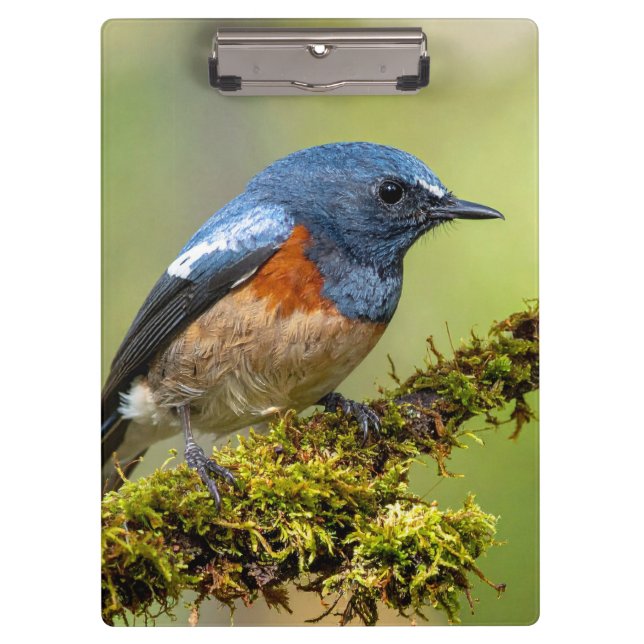 Little blue bird clipboard (Front)