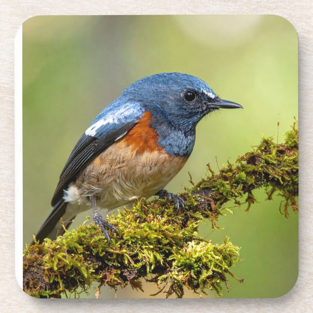 Little blue bird coaster (Front)