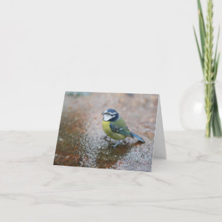 Little Blue Bird in the Rain  Holiday Card