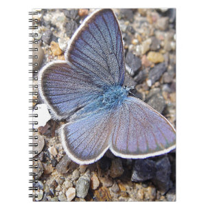 Little blue butterlfly notebook