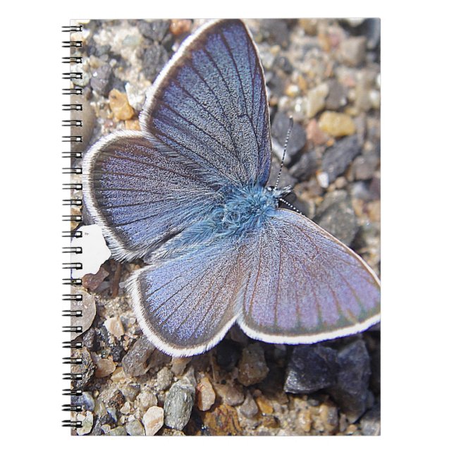Little blue butterlfly notebook (Front)