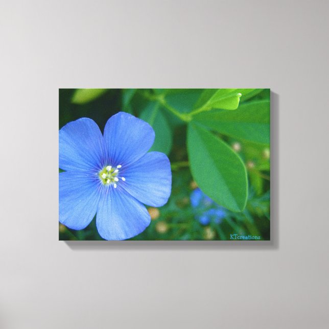 Little Blue Flower Canvas Print (Front)