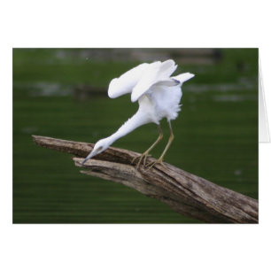 Little Blue Heron
