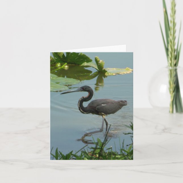 Little Blue Heron Photo Folded Note Card (Front)