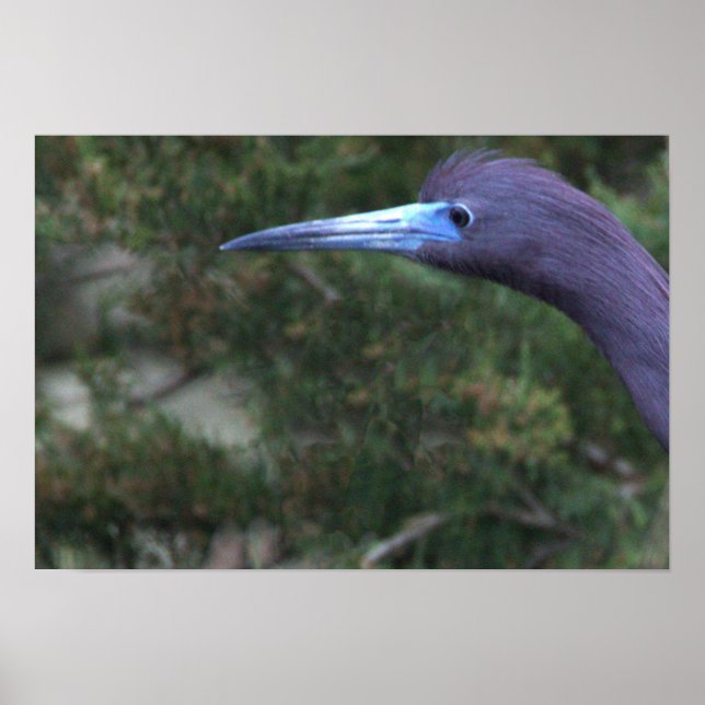 Little Blue Heron Photo Poster (Front)