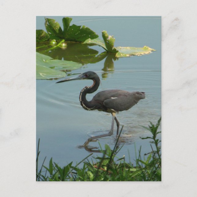 Little Blue Heron Postcard (Front)