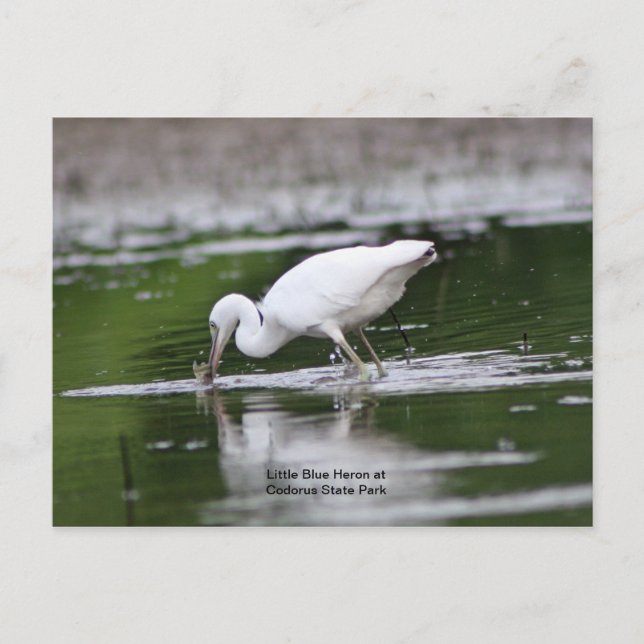 Little Blue Heron Postcard (Front)