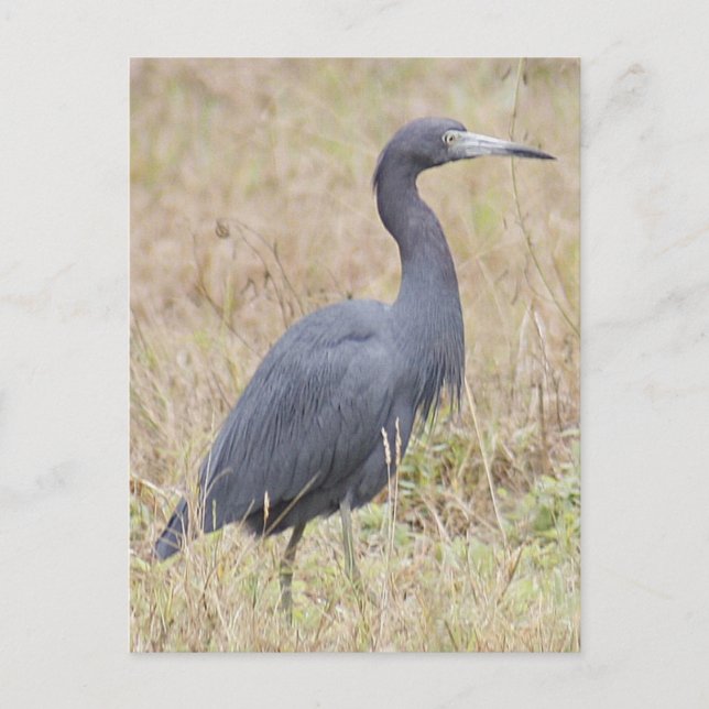 Little Blue Heron Postcard (Front)