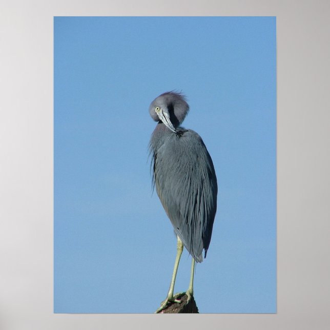Little Blue Heron Poster (Front)