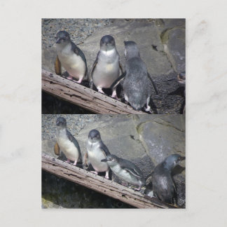 Little Blue Penguins Postcard