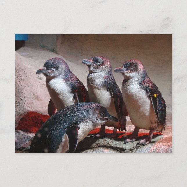 Little Blue Penguins Postcard (Front)