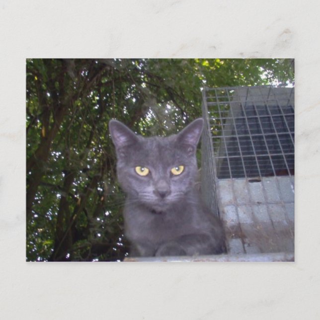 Little Boy Blue Postcard (Front)