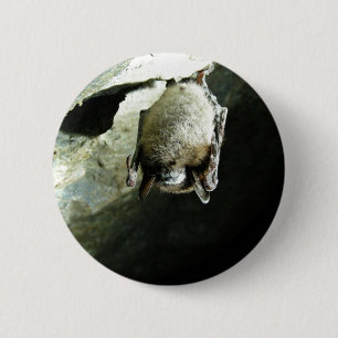 Little brown bat affected by White-nose syndrome 6 Cm Round Badge