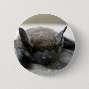 Little brown bat (Myotis lucifugus) 6 Cm Round Badge