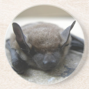 Little brown bat (Myotis lucifugus) Coaster