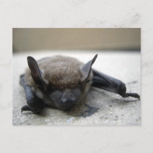 Little brown bat (Myotis lucifugus) Postcard