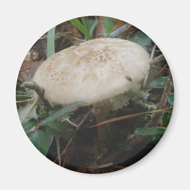 Little Brown Mushrooms OBX Magnet (Front)