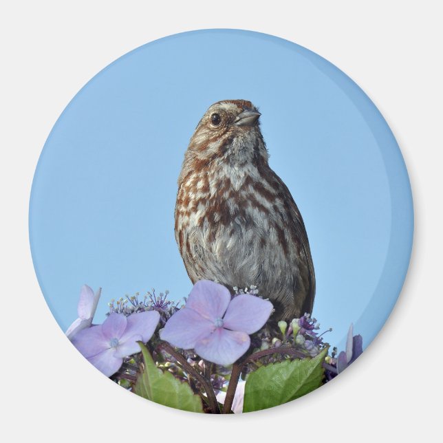 Little brown songbird print magnet (Front)