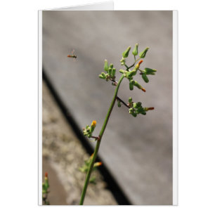 Little Bug, Little Flower