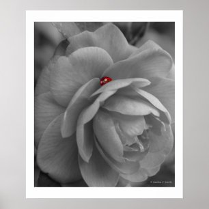 Little Bug Upon a Flower Poster