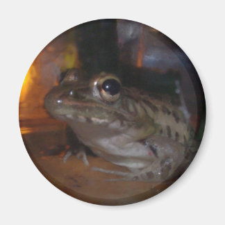 LITTLE BULLFROG MAGNET