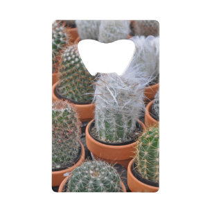 Little cactus plants