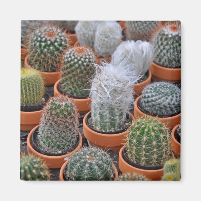 Little cactus plants magnet (Front)