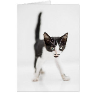 Little Cat