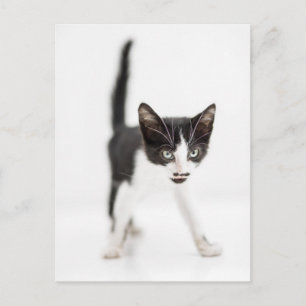 Little Cat Postcard