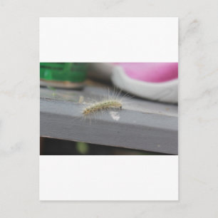 Little Caterpillar Postcard