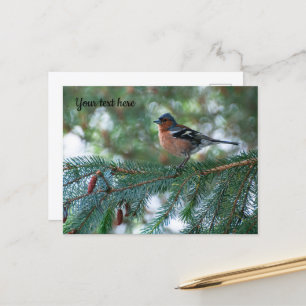 Little Chaffinch Postcard