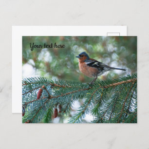Little Chaffinch Postcard