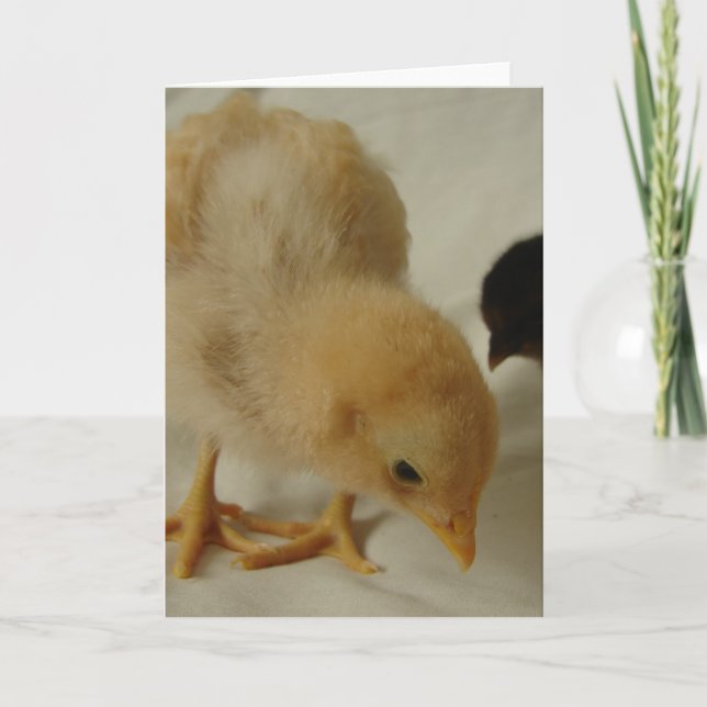 Little Chick all occasions greeting card (Front)