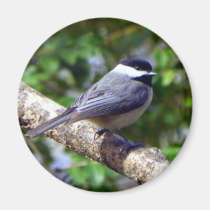 Little Chickadee Magnet