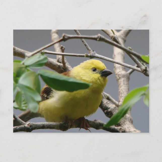 Little Chickadee Postcard (Front)